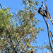 Acacia cyanophylla