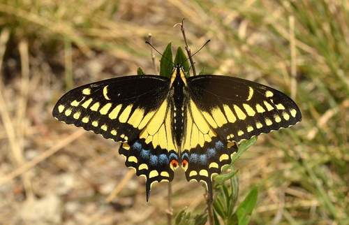 Black swallowtail butterfly