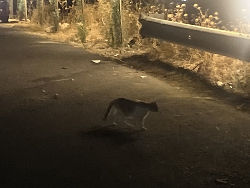 Domestic Cat