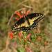Papilio polyxenes - Photo (c) Juan Carlos Garcia Morales, כל הזכויות שמורות, הועלה על ידי Juan Carlos Garcia Morales