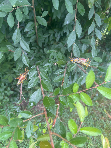 Eastern Lubber Grasshopper