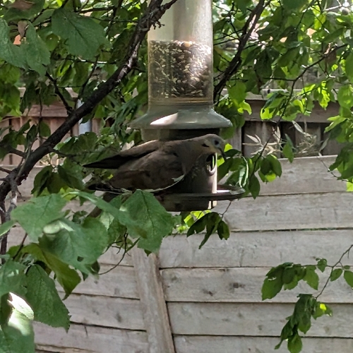 White-winged Dove observed by zachfree