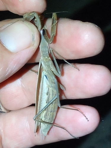 European Mantis