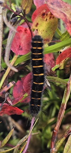 Fox Moth