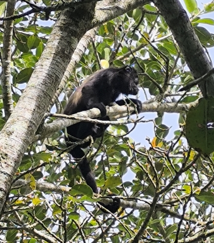 Mantled Howler Monkey