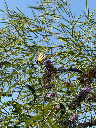 Scarce Swallowtail