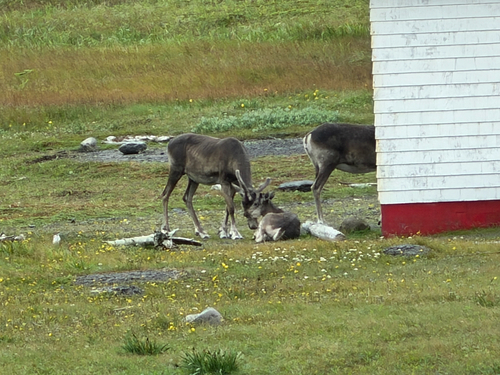 Newfoundland Caribou observed by alexanderskinner