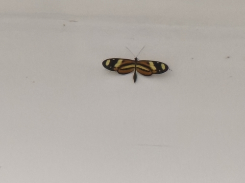 Lysimnia Tigerwing
