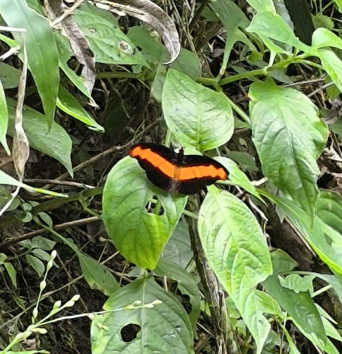 Guatemalan Catone