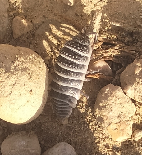 Saharan Sandlouse