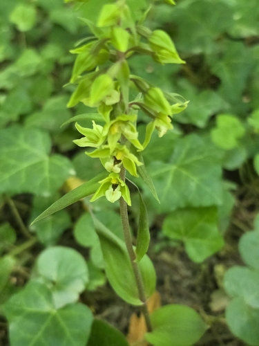 Violet Helleborine