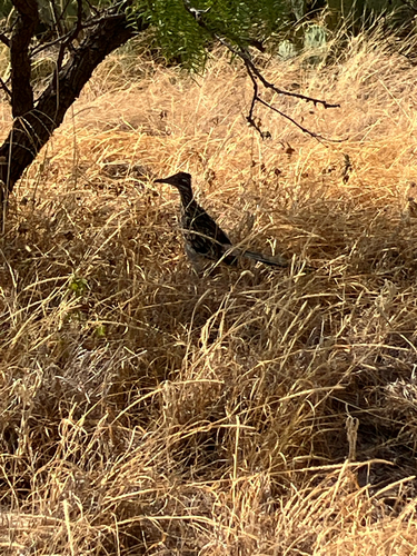 Greater Roadrunner observed by dankplant