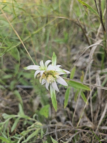 spotted horsemint