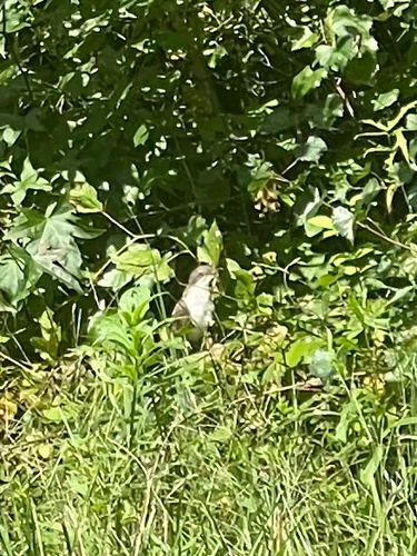 Yellow-billed Cuckoo observed by jaywalker_04