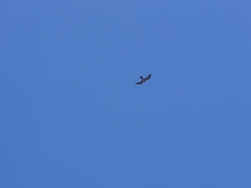 Mississippi Kite observed by fzq779