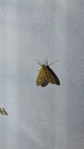 Dysauxes famula