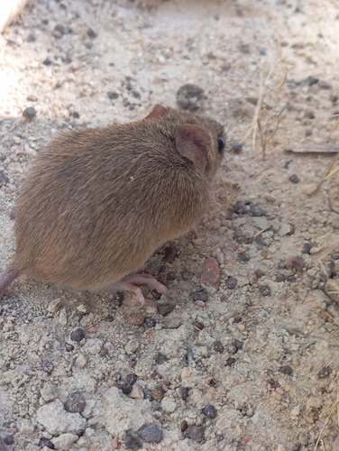 Moojen's Pygmy Rice Rat