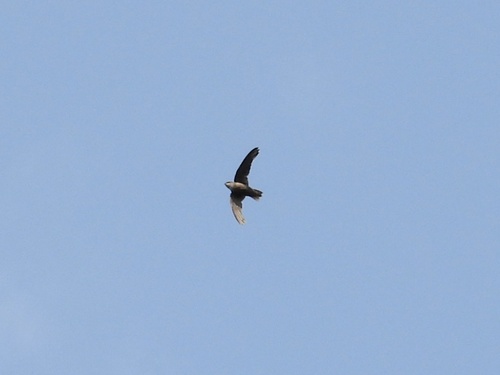 Chimney Swift observed by robin04
