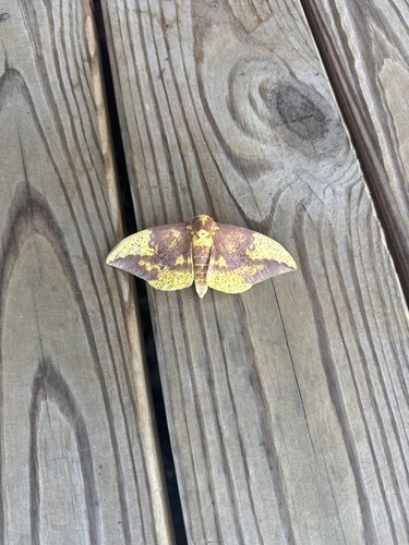 Imperial Moth