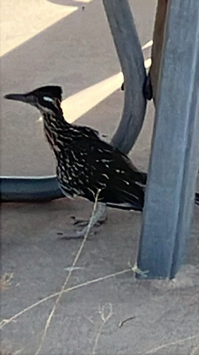 Greater Roadrunner observed by dankplant