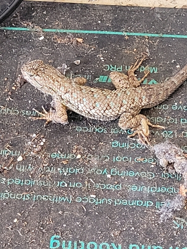 Western Fence Lizard observed by ryan2139