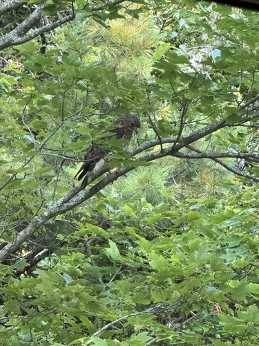 Broad-winged Hawk observed by karl_cyr