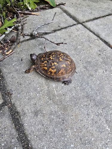 Common Box Turtle observed by julia1865