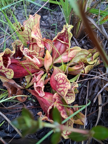 Southern Purple Pitcher Plant