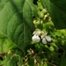 Small-fruited Bean - Photo (c) Lilia Salazar-Marcial, all rights reserved, uploaded by Lilia Salazar-Marcial