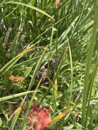 iNaturalist observation photo of Yosemite Toad