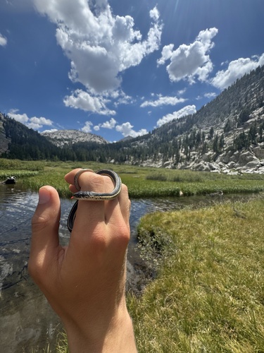 iNaturalist observation photo of Mountain Garter Snake