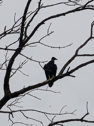 Black Vulture observed by bird_brain18
