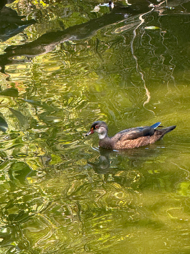 Wood Duck observed by kaylmno
