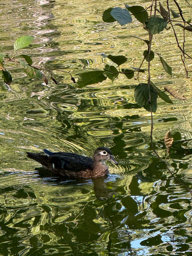 Wood Duck observed by kaylmno