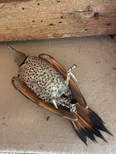 Northern Flicker observed by lindapotter