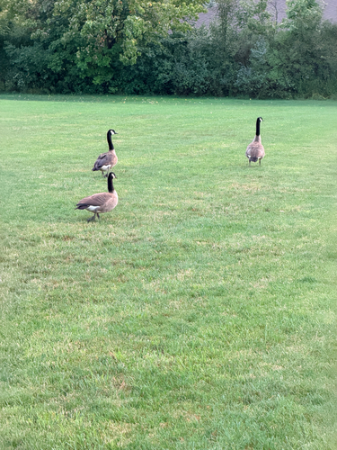 Canada Goose observed by mark_estrada
