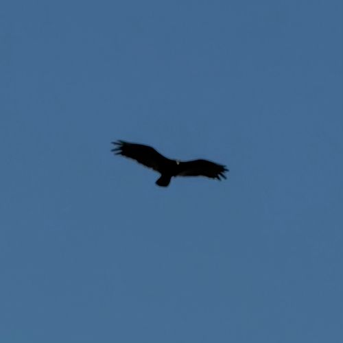 Turkey Vulture observed by merrick16448