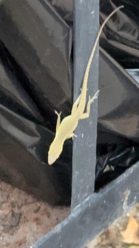 Green Anole observed by andrew2249
