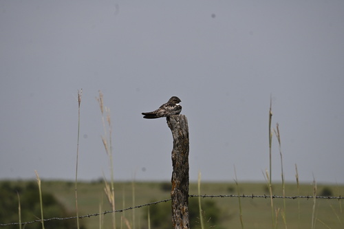 Common Nighthawk observed by jessywilkes