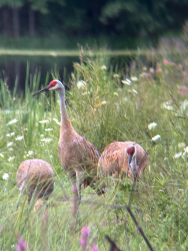Sandhill Crane observed by karaayako
