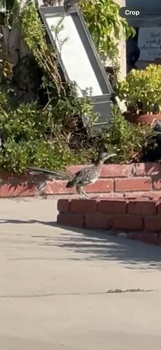Greater Roadrunner observed by bubbles_2112_