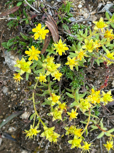 Yellow Saxifrage