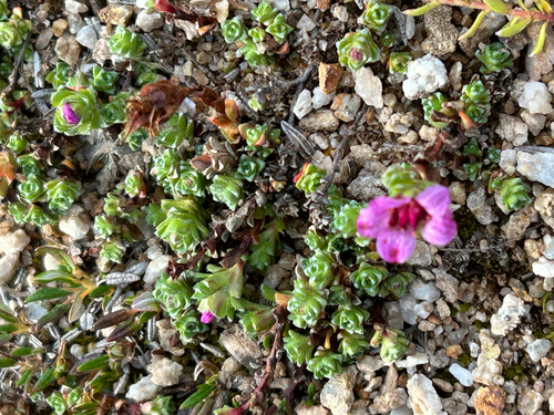 Purple Saxifrage