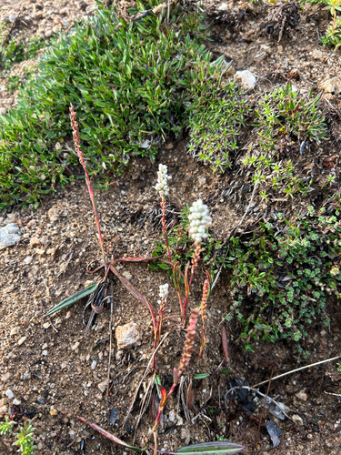 alpine bistort