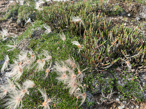 Entireleaf Mountain-Avens