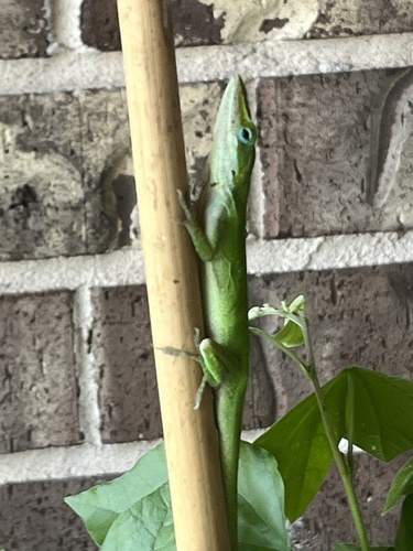 Green Anole observed by rendition56