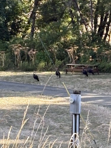 Wild Turkey observed by austin_nash