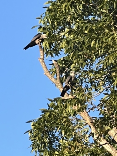 Mississippi Kite observed by shawnainthewild