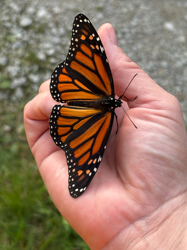 iNaturalist observation photo of Monarch