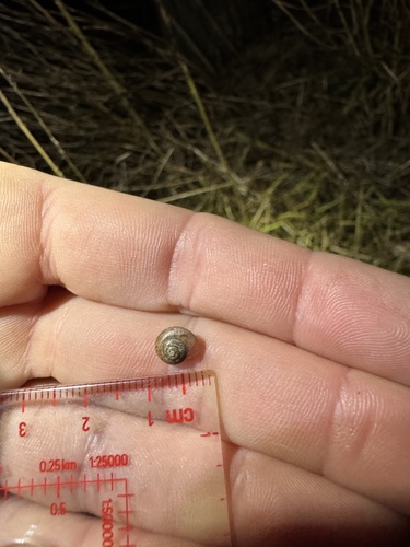 Asian Tramp Snail